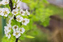 Beautiful Blomming Pear Tree Branch Close Up. Gardering. Spring Background.
