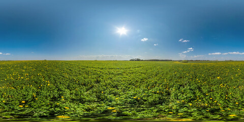 Wall Mural - full seamless spherical hdri panorama 360 degrees angle view on among dandelion flower field in summer day with clear sky in equirectangular projection, ready for VR AR virtual reality content