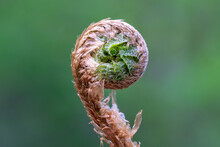 Bud Of A Fern Plant Unfolding In Springtime