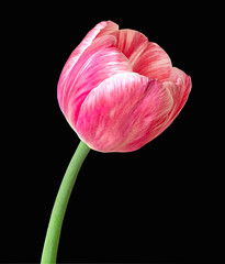 Wall Mural - Isolated pink tulip on black background