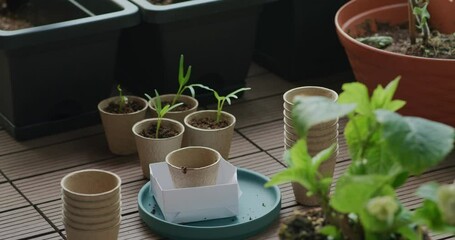 Wall Mural - Put small water spinach sprout into paper cup