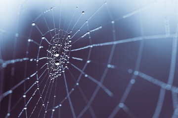 Wall Mural - spider web in the morning