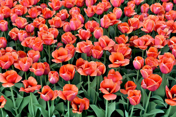 Wall Mural - field of spring tulips in top view