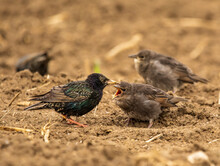 Small Nestlings Starlings On Their First Trip To The Field