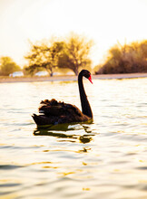 A Beautiful Black Swan On The Water (Cygnus Atratus). Al Qudra Lake, Dubai, UAE.