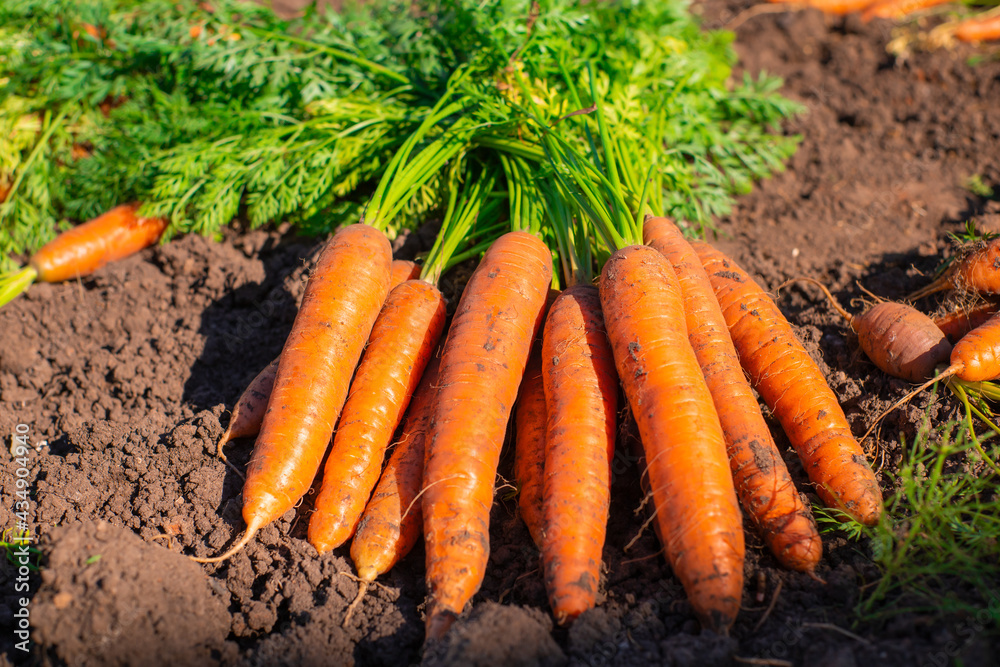 Obraz na płótnie Harvest of fresh ripe organic carrot on the farn ground
 w salonie