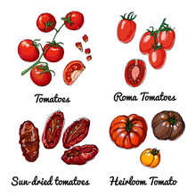 Tomatoes. Vector Food Icons Of Vegetables. Colored Sketch Of Food Products. Roma Tomatoes, Sun Dried Tomatoes, Heiloom Tomato