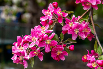 Wall Mural - Gorgeous Spring Blooms