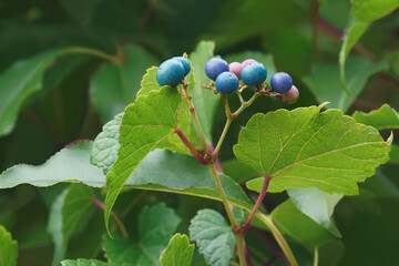 Wall Mural - Creeper (Ampelopsis heterophylla). Called Porcelain berry, Amur peppervine and Wild grape also. Another scientific name is Ampelopsis grandulosa var. brevipedunculata