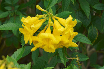 Sticker - Yellow trumpetbush (Tecoma stans). Called Yellow bells, Yellow elder and Ginger-thomas also