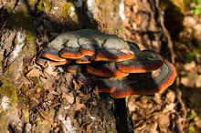 Bracket Fungus Growing From The Stump Of A Dead Beech Tree. Natural Background