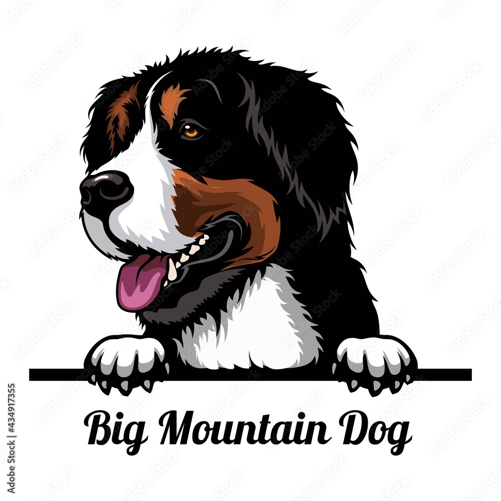 Big Mountain Dog - dog breed. Color image of a dogs head isolated on a white background - obrazy, fototapety, plakaty 