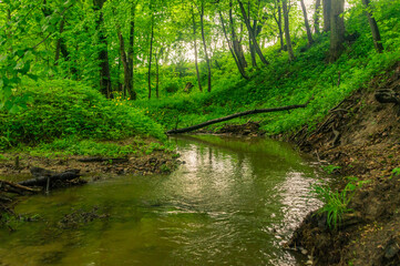 Poster - Small river in park at spring time in Wojanowo in Poland.