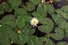 White Water Lily In Bloom