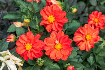 Wall Mural - Red flowers on a bush in the garden