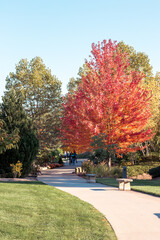 Wall Mural - Path through the Frederik Meijer Gardens during the fall