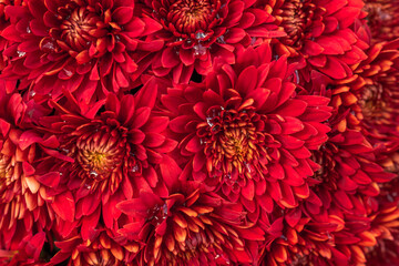 Wall Mural - Red chrysanthemums in full bloom