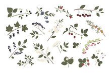 Vector Color Hand Drawn Flat Illustration Big Set Of Forest And Garden Berry With Branches, Leaves, Flowers And Berries.
