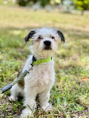 Wall Mural - Rescue Mutt Puppy Outside in the Grass