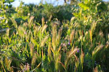 Macro photography of green spikelet (cereals) at sunset for natural background
