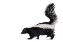 Cute Classic Black With White Stripe Young Skunk Aka Mephitis Mephitis, Walking Side Ways. Head Up Looking Straight Ahead With Tail High Up. Isolated On A White Background.