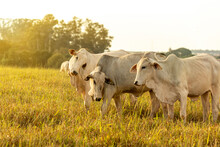 Cows On Pasture At Sunset