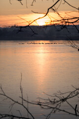 Sticker - Birds in a group on the surface of a frozen lake at sunrise.