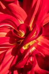 Wall Mural - Red Dahlia flower with yellow pollen.