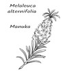 Branch of tropical bush Melaleuca alternifolia, black and white vector graphic illustration.