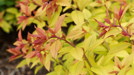 Poster - (Spiraea x bumalda) ou spirée du Japon hybride 'Gold Flame' à feuillage décoratif jaune vif à orange feu décoratif