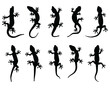 Black silhouettes of lizards on a white background