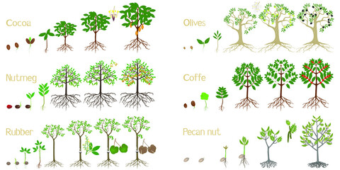 Canvas Print - Set of growth cycles of trees with fruits on a white background.