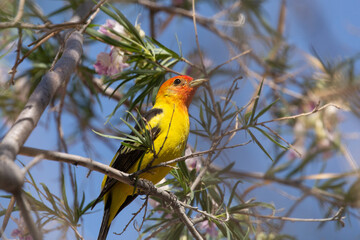 Wall Mural - A bright yellow and orange Western Tanager is perched in the branches of a flowering desert willow tree in the American desert southwest.