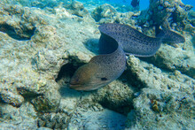 Moray Eel - Gymnothorax Javanicus (Giant Moray) In The Red Sea,