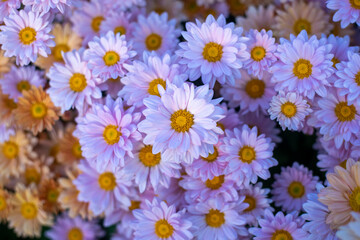 Wall Mural - close up Blue flowers background. Blue chrysanthemums.