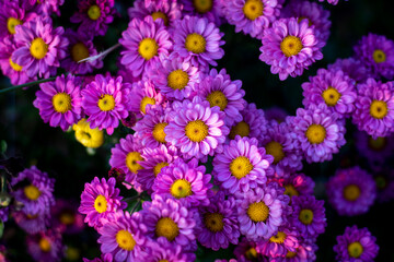 Wall Mural - close up Violet flowers background. Violet chrysanthemums.