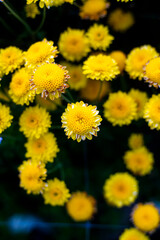 Wall Mural - close up Yellow flowers background. Yellow chrysanthemums. Portrate size.