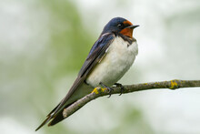 Barn Swallow On The Branch Closeup.