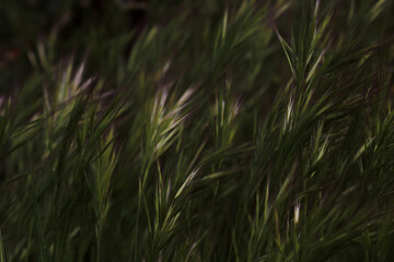 Grass in the wind