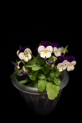 miniature light purple and white two tone flowers pansies violets violas bloomed at home in a transparent pot on a black background with bright fresh green foliage