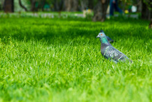 Pigeon On Grass