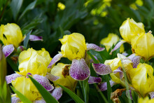 Close-up Of A Flower Of Bearded Iris .Yellow And Violet Iris Flowers Are Growing In A Garden.