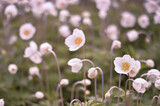 Fototapeta Kosmos - White Anemone flowers in the light, even light of a spring morning. Background