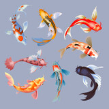 Fototapeta Dinusie - Koi fish vector illustration japanese carp and colorful oriental koi in Asia set of Chinese goldfish and traditional fishery isolated background