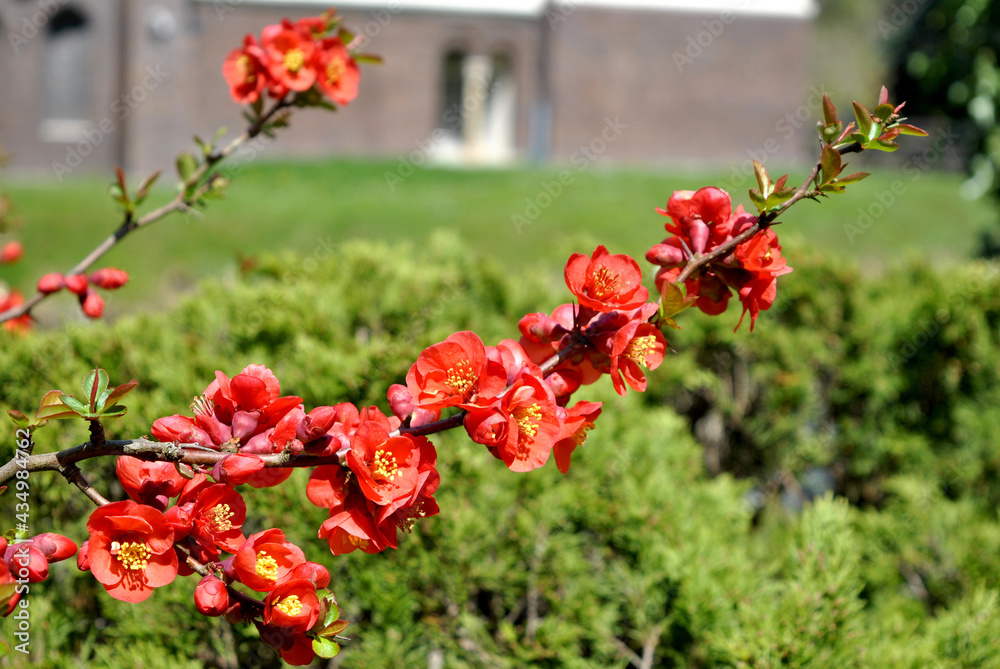 zdjęcie przyrody przedstawiające gałązkę pokrytą drobnymi czerwonymi kwiatami - obrazy, fototapety, plakaty 
