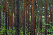 Trunks Of Young Pine Trees As A Background.