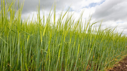 View of a field of barley (hordeum vulgare) out in ear