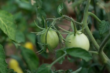 Green tomatoes growing in the garden in the greenhouse. Tomato maturation on a branch in the garden. The concept of agriculture, proper and healthy nutrition. Vegetables close-up in the open ground.