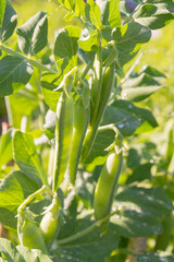 Wall Mural - Green pea pods grow in the summer in the garden