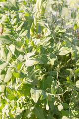 Wall Mural - Green pea pods grow in the summer in the garden